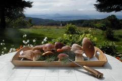 Fotosoutěž Houby 2013