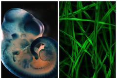 Věda fotogenická 2014