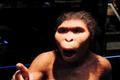 Australopithecus Lucy - hominid - předchůdce člověka