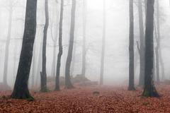 Mlha, ilustrační foto