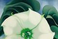 Georgie O'Keeffe: Jimson Weed/White Flower No.1