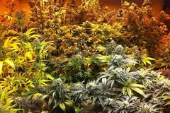 Automat v americkém Coloradu s marihuanou