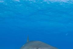 Kamera na dronu natočila stovky žraloků u floridského pobřeží