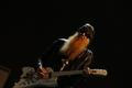 Billy Gibbons ZZ Top