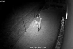 Záběry policie ČR: Ukradený sob