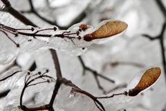 Námraza, ilustrační foto