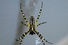 Pavouk Zápřednice jedovatá