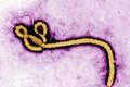 Virus eboly