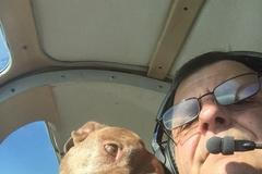 pes, útulek, letecká společnost