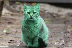 Zelená kočka