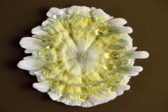 Muzeum mikrobů v Amsterdamu