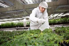 Legální pěstování marihuany v Kanadě