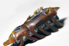 Švábení Petr Nikl