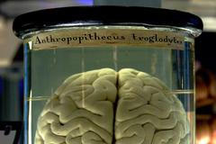 Trenérka paměti: Nakupujte bez seznamu, zapomínáme to, čemu nevěnujeme pozornost