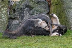 Zoo Praha - mravenečník