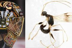 Brankář Tuukka Rask a "jeho" vosa Thaumatodryinus tuukkaraski