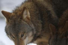 Fotogalerie: Život s vlky