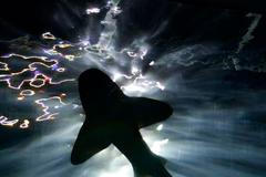 Americká armáda testuje robota, který vypadá jako žralok