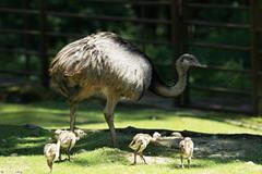 Zoo Ostrava - nandu pampové