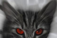 Spojení kočky s ďáblem? Kvůli promiskuitě, tvrdí archeoložka