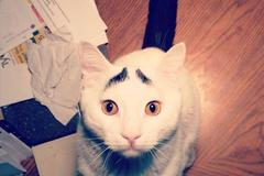 Jak se z kočky stal hit sociálních sítí?