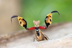 Objevení živočichové