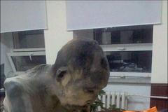 mumifikovaný mnich z Mongolska