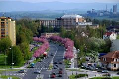 Alej roku 2014 - Třída 17. listopadu v Karviné