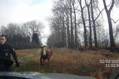 Kráva napadla policejní auto