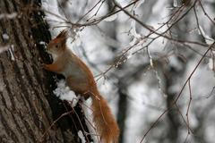 Zima, počasí, veverka, ilustrační foto