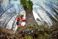 Les, těžba, práce