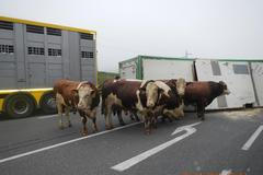 Na Táborsku běhali býci