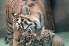 Tygři usurijští v olomoucké zoo