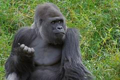 Gorila