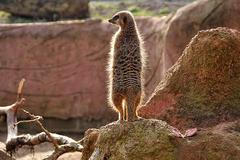 Chester Zoo (Chester, Velká Británie)