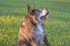 V Kalifornii se konala soutěž o nejošklivějšího psa