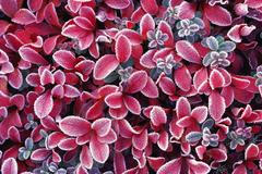 Jinovatka, zima, mráz, ilustrační foto