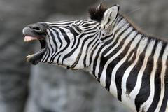 Zebry v Bruselu volně pobíhaly po městě