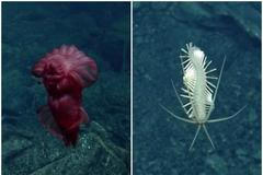 podmořští živočichové