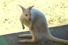 Klokan albín je bílý jak polární zvíře