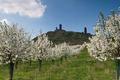 Jaro - stromy - květy - hrad - zřícenina
