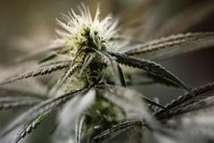 Legální pěstování marihuany v Kanadě