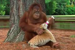 Orangutan se stará o mláďata tygra