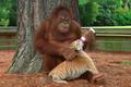 Orangutan se stará o mláďata tygra