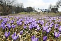 Jaro, květy, louka, ilustrační foto