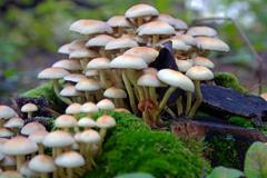 Zkušenost s psychedeliky? Rozpad ega a ztráta kontroly, ale i nejsilnější zážitek života, říká lékař