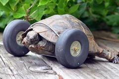 Devadesátiletá želva se pohybuje pomocí koleček