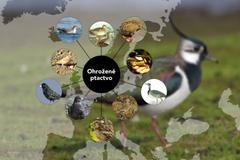 grafika - Ohrožené ptactvo v Evropě