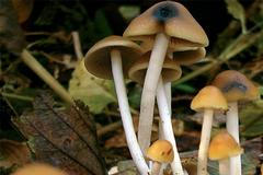 Psychedelika změní člověka jednou provždy, říká lékař