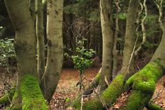 Krkonoše - Dvorský les